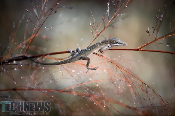 Brown-Anole-960x640