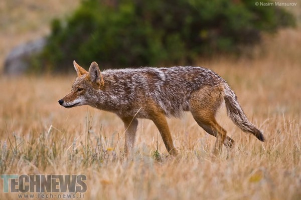 Coyote-Hunting-960x638