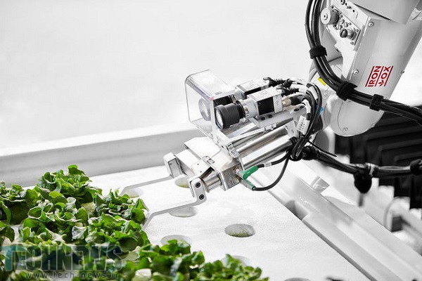 تولید سبزی در مزرعه های رباتیک امریکا