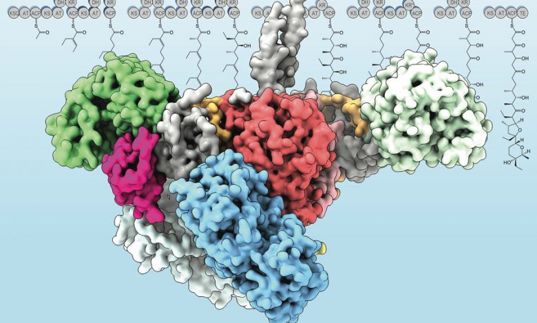 پژوهشگران ترکیب جدیدی از آنتی بیوتیک های طبیعی در بدن انسان کشف کردند