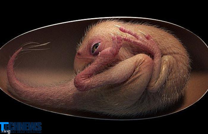 یک جنین دایناسور سالم در تخم این حیوان منقرض شده کشف شد