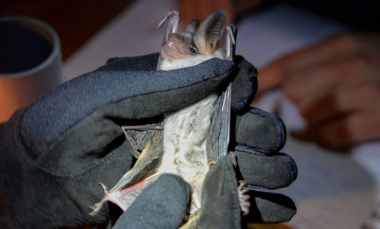 محققان ژاپنی به دنبال راز بیمار نشدن خفاش ها