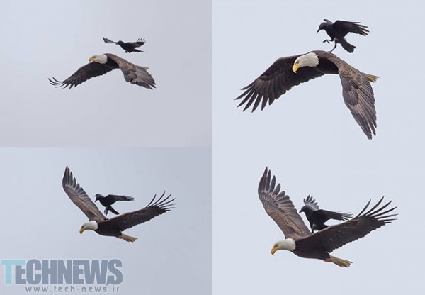 تصاویر ثبت شده از سواری یک کلاغ بر روی یک عقاب در حال پرواز در آسمان !!