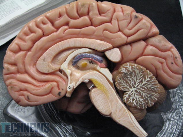 مطالعات: مغز افراد مبتلا به اسکیزوفرنی خود اقدام به درمان خود می‌کند!