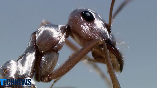 “Saharan silver” ، سریعترین مورچه جهان