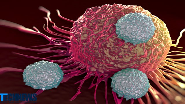 ایمونولوژیستها از اثر بخشی کاربرد سلول ایمنی T در درمان بیماریها می گویند