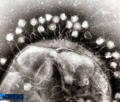 کشف ویروس‌های غول پیکر با ویژگی سلول‌های زنده