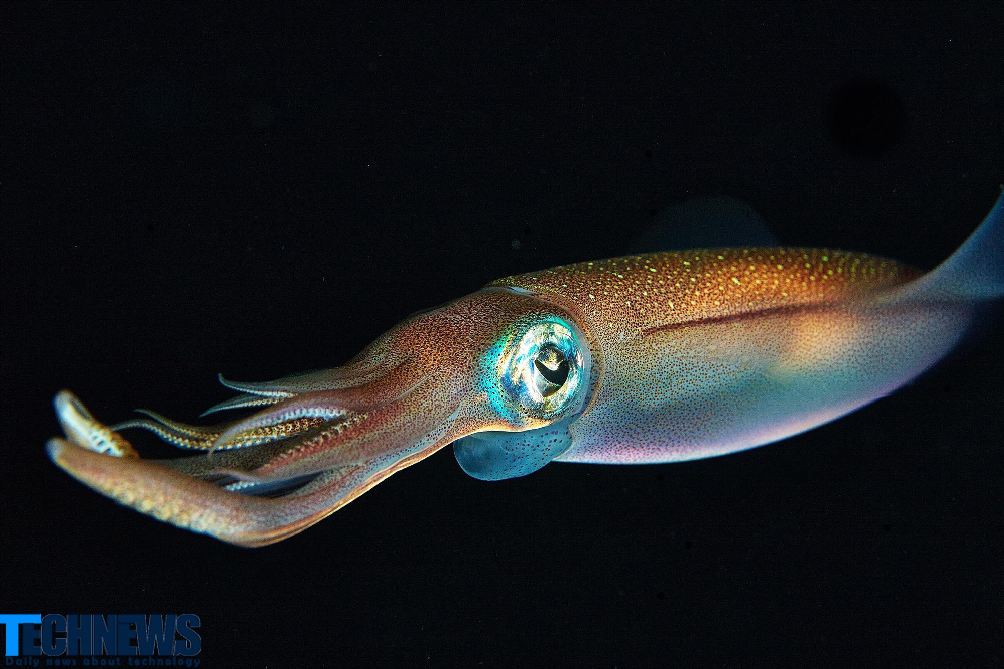 حل مشکل بیماری‌های ژنتیکی در انسان با کمک ماهی مرکب