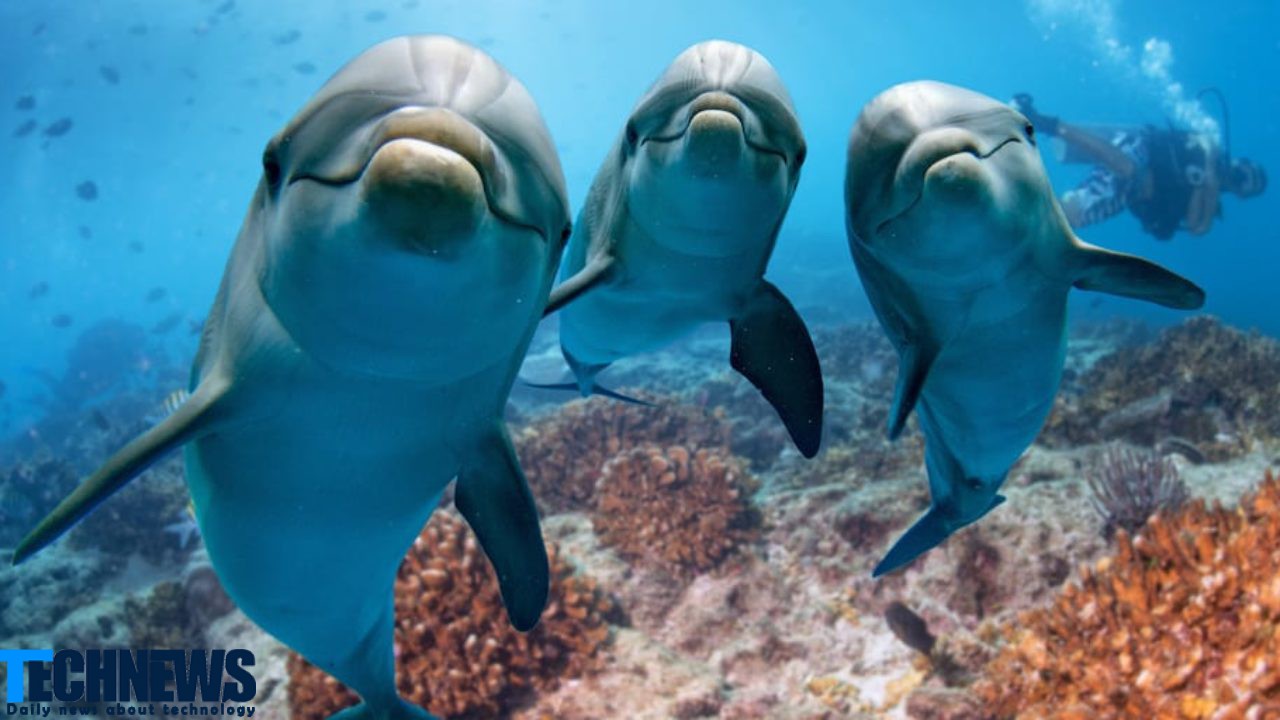 استفاده از دلفین رباتیک در آکواریوم و پارک‌های دریایی چین