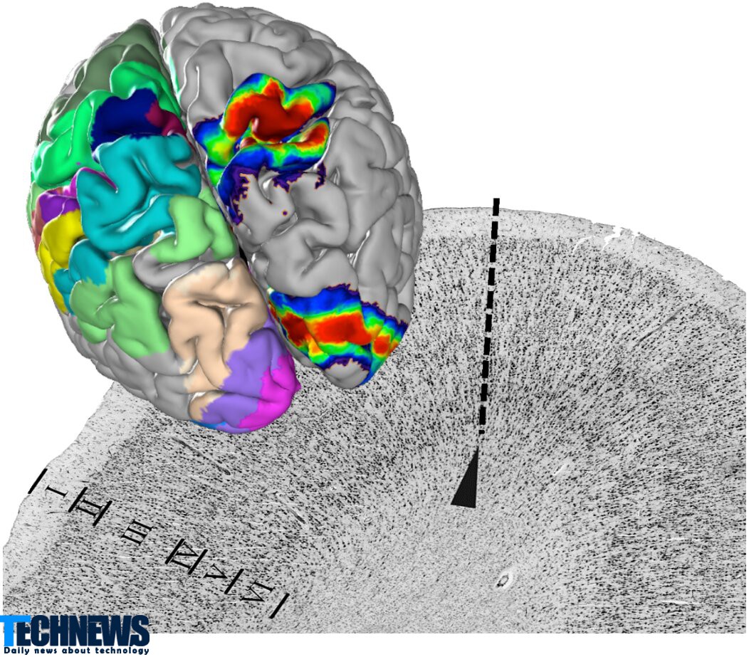 ساخت اطلس سه بعدی مغز انسان توسط محققان آلمانی