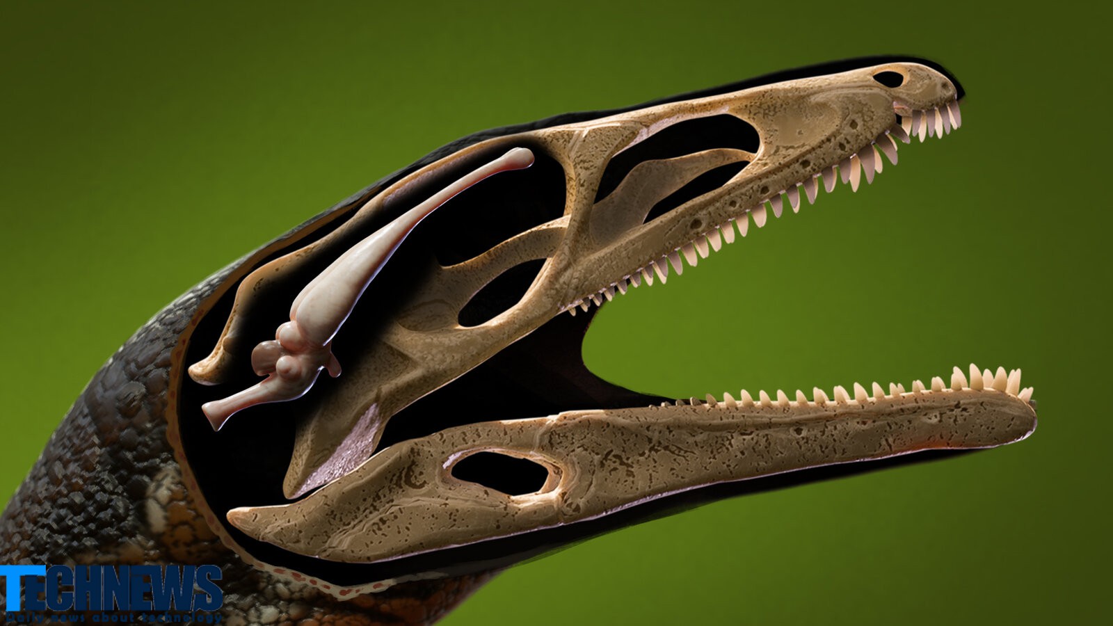 دانشمندان با بازسازی مغز یک دایناسور اطلاعات بسیاری را از این فسیل کشف کردند