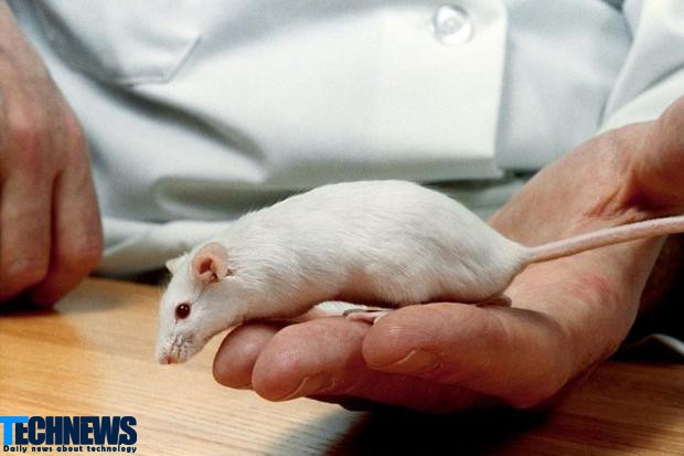 موفقیت دانشمندان در جلوگیری از پیری موشها