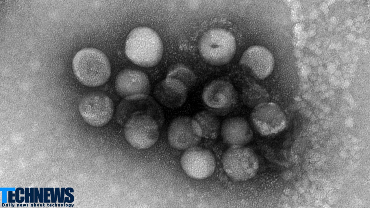 مطالعات نشان می دهد دو نوع کرونا ویروس دیگر وجود دارد که می‌تواند به انسان سرایت کند