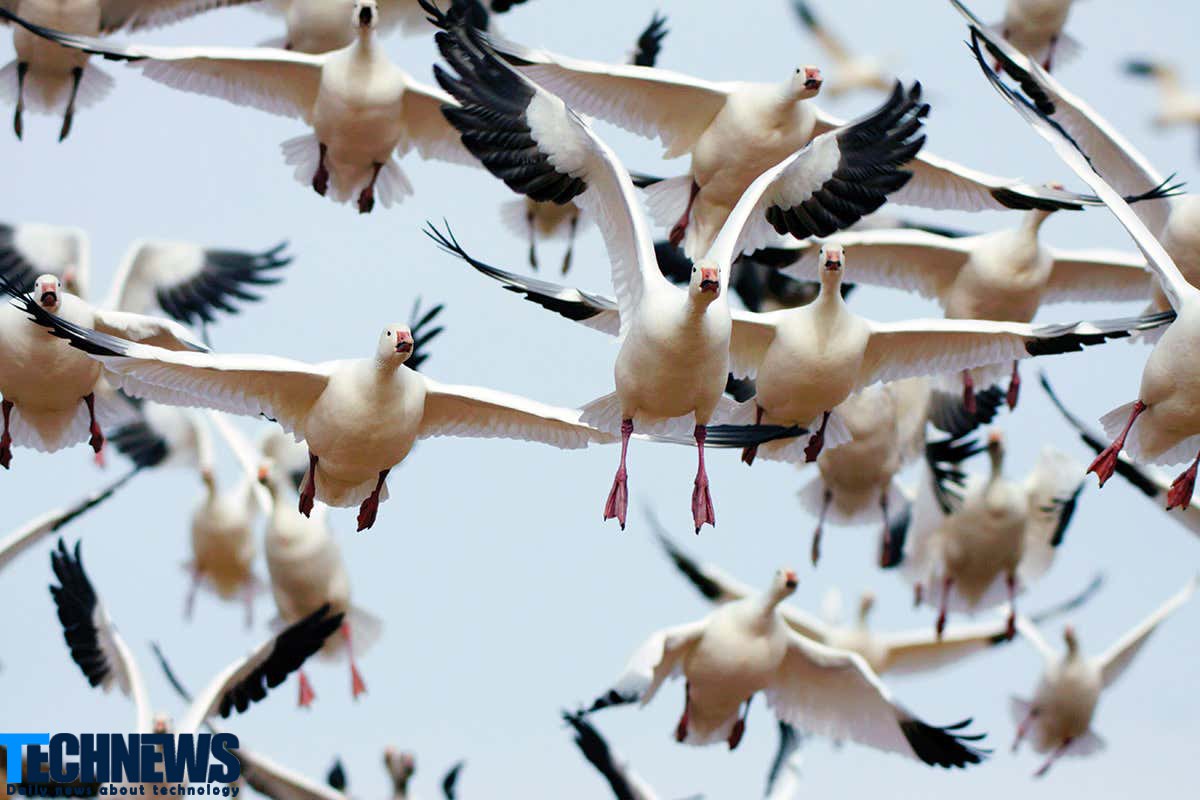 مسیریابی پرندگان مهاجر با کمک قطب نمای کوانتومی چشم آنها انجام می شود