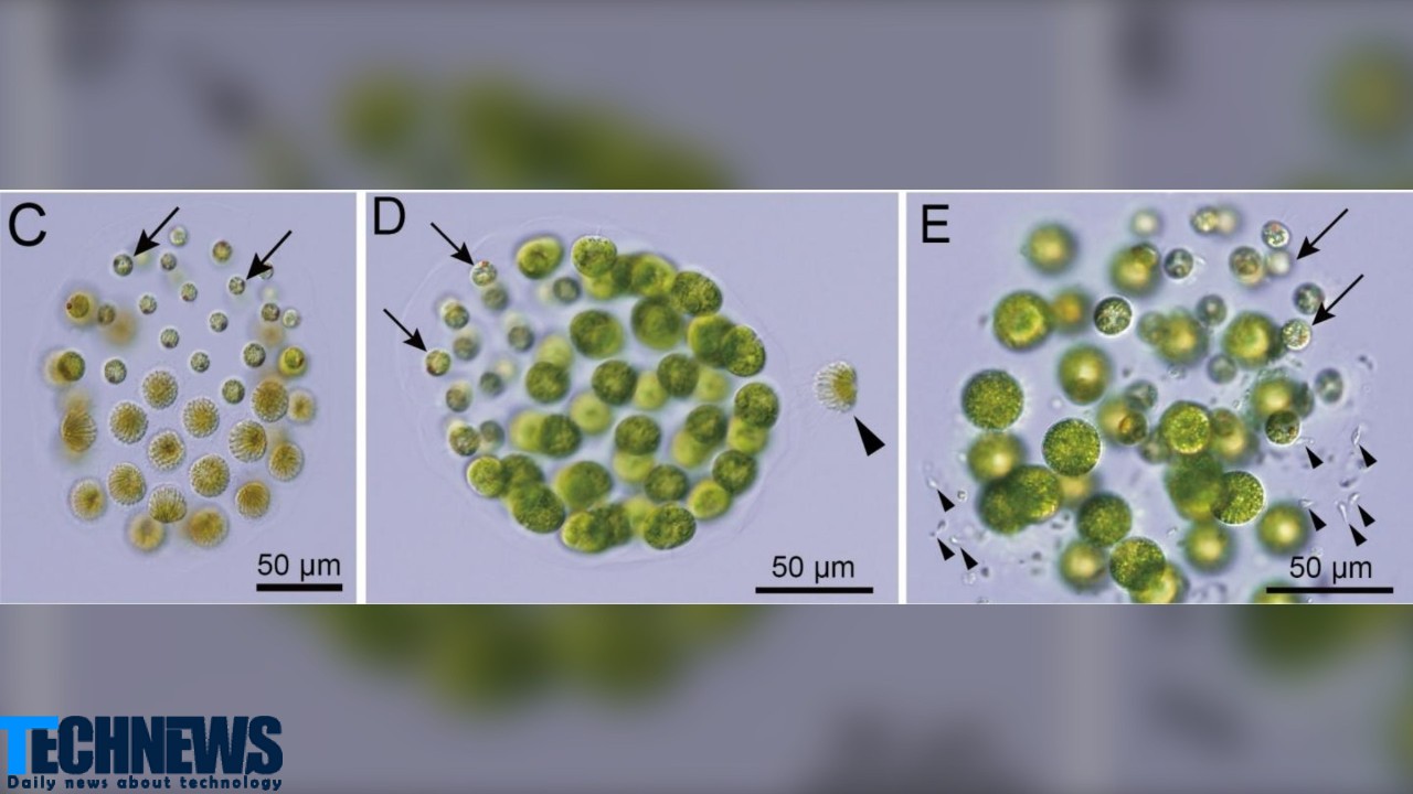 محققان ژاپنی از کشف نخستین جلبک سه جنسیتی خبر دادند