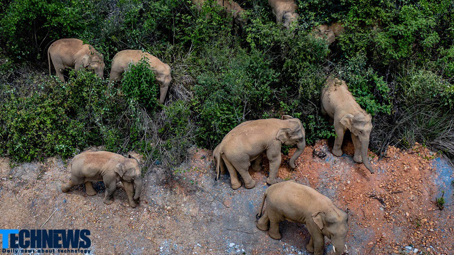 راهنمایی فیل های وحشی گم شده با استفاده از پهپاد و مواد غذایی
