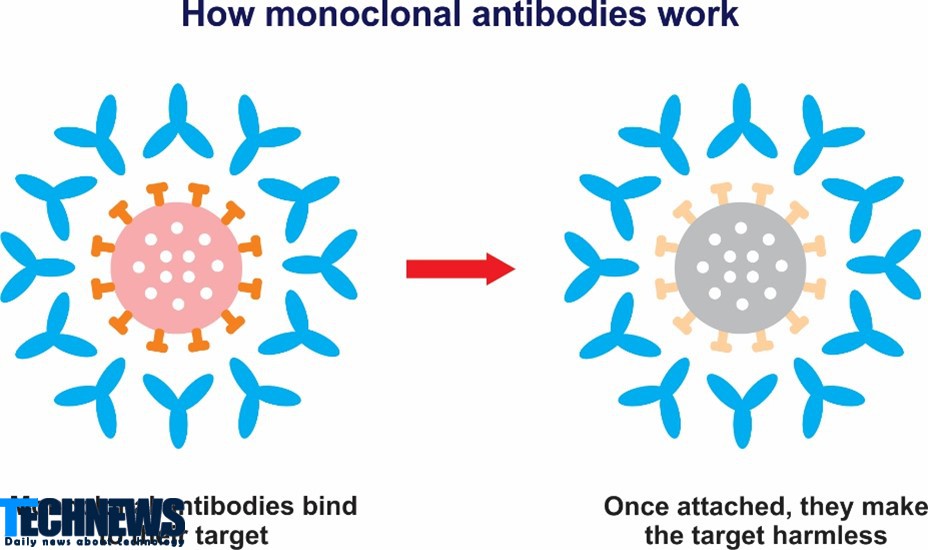 کشف آنتی بادی مونوکلونال که می تواند دلتا ویروس کرونا را هدف قرار دهد