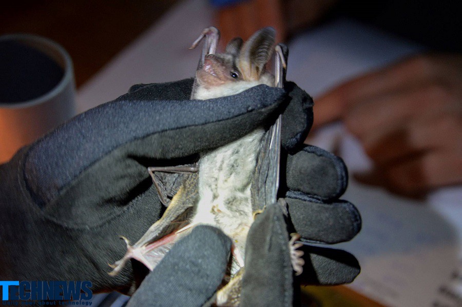 محققان ژاپنی به دنبال معمای بیمار نشدن خفاش ها
