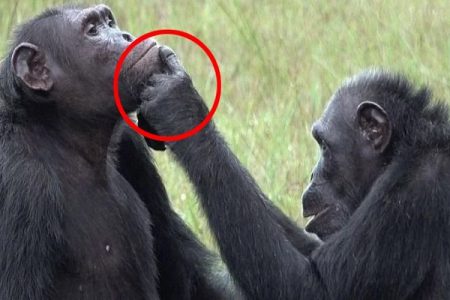 شامپانزه ها برای ترمیم زخم های خود از حشرات نایاب استفاده می کنند