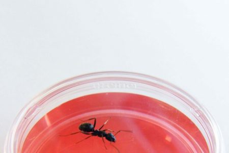 مورچه ها می توانند سلولهای سرطانی را با بو کشیدن تشخیص دهند