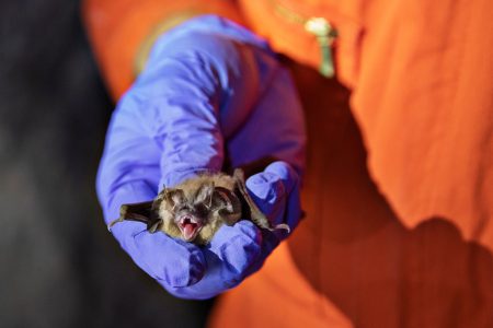 محققان روش خفاش ها در عملیات انتقال ویروس را کشف کردند