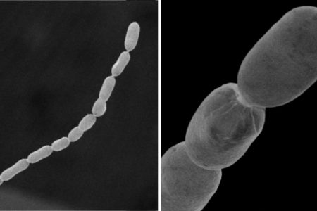 محققان باکتری های بزرگ پیچیده ای را به اندازه مگس میوه کشف کردند