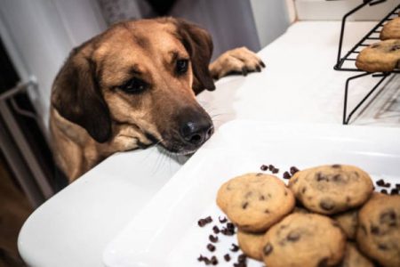 چرا سگها با خوردن شکلات مسموم میشوند؟