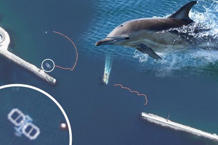 روسیه برای دفاع از پایگاه های خود در دریا از دلفین های آموزش دیده استفاده می کند