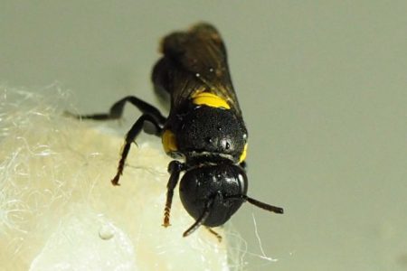 محققان با کمک زنبورها پلاستیک های زیستی قابل تجزیه تولید می کنند