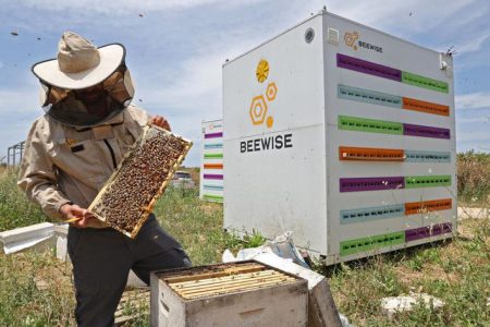 استفاده از زنبورداری رباتیک با هدف کاهش مرگ و میر زنبورها