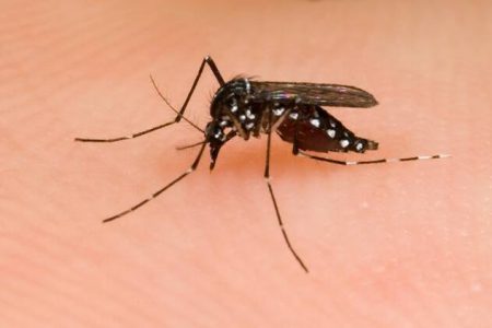 پشه های عامل مالاریا از طریق اپلیکیشن تلفن همراه شناسایی می شوند