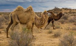 تغییرات اقلیمی به گسترش سریع بیابان ها در آسیای مرکزی منجر شد