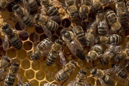 شناسایی میکروب باکتریایی خاص که می تواند عمر زنبورهای عسل را افزایش دهد