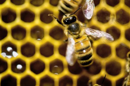 بهبود برقراری ارتباط بین ربات ها با الهام از حرکات زنبورها