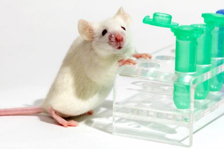 برای اولین بار شبیه سازی موش از روی سلولهای غیر زایشی منجمد انجام گرفت