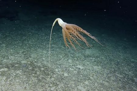 کشف موجود دریایی عجیب در اعماق اقیانوس آرام