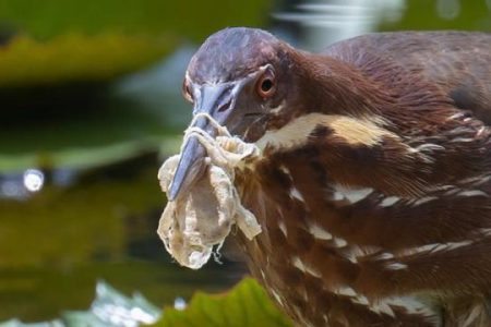 تاثیر آلودگی پلاستیکی بر حیات وحش و زندگی پرندگان