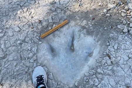 خشکسالی باعث کشف یک ردپای ۱۱۳ میلیون ساله شد