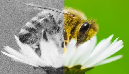 طول عمر زنبورها به نصف کاهش پیدا کرده است