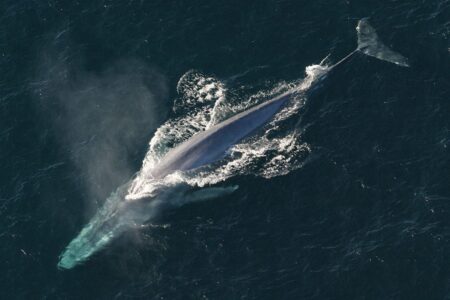 روزانه ده میلیون قطعه پلاستیک توسط نهنگ ها بلعیده می شود