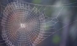 محققان به دنبال تهیه لباس از تار عنکبوت هستند