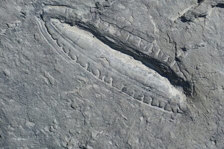 کشف قدیمی ترین غذای جهان در یک فسیل ۵۵۰ میلیون ساله
