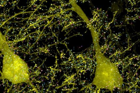 محققان ام آی تی از وجود میلیون ها سیناپس خاموش در مغز انسان خبر دادند
