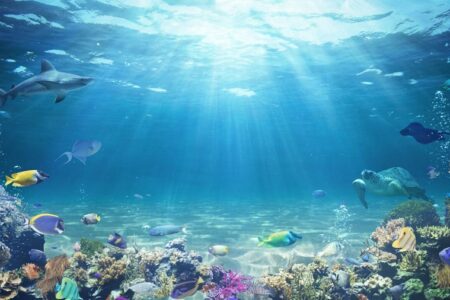وضعیت نگران کننده میکروپلاستیک های کف دریا؛ سه برابر طی گذشت ۲۰ سال