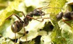 محققان از مورچه ها برای شناسایی سرطان در نمونه های ادرار کمک گرفتند