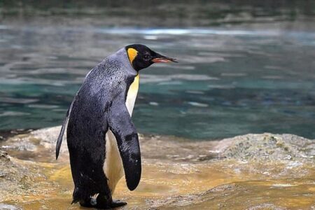 رصد مدفوع پنگوئن‌ها از فضا باعث کشف کلونی جدید از آنها شد