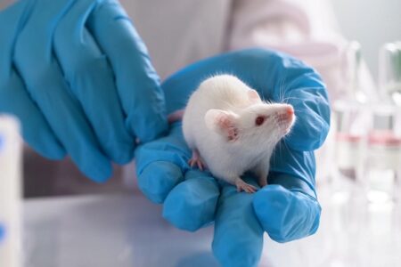 بازنویسی ژن ها باعث افزایش سن موش ها شد