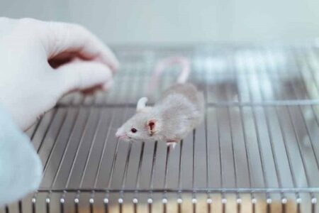 سازمان غذا و داروی آمریکا اجبار آزمایش روی حیوانات را حذف می کند