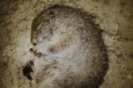 ناسا از سنجاب های قطبی برای الهام از خواب زمستانی استفاده می کند