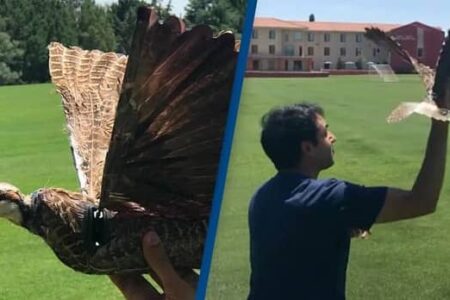 با کمک پژوهشگر ایرانی ساخت پهپاد با استفاده از بدن پرنده مرده ممکن شد